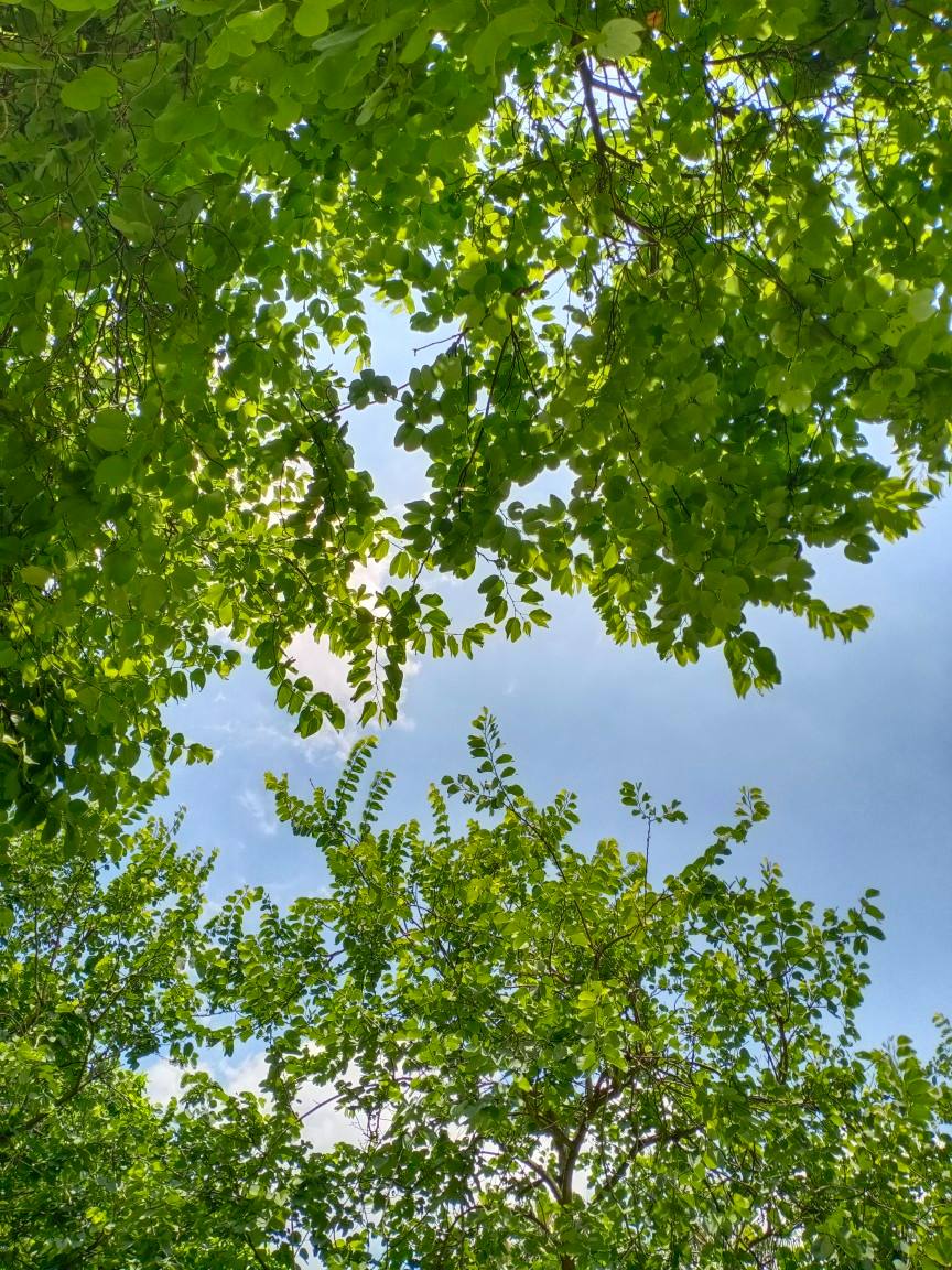 冬季室內養花，讓你的生活更加美好
